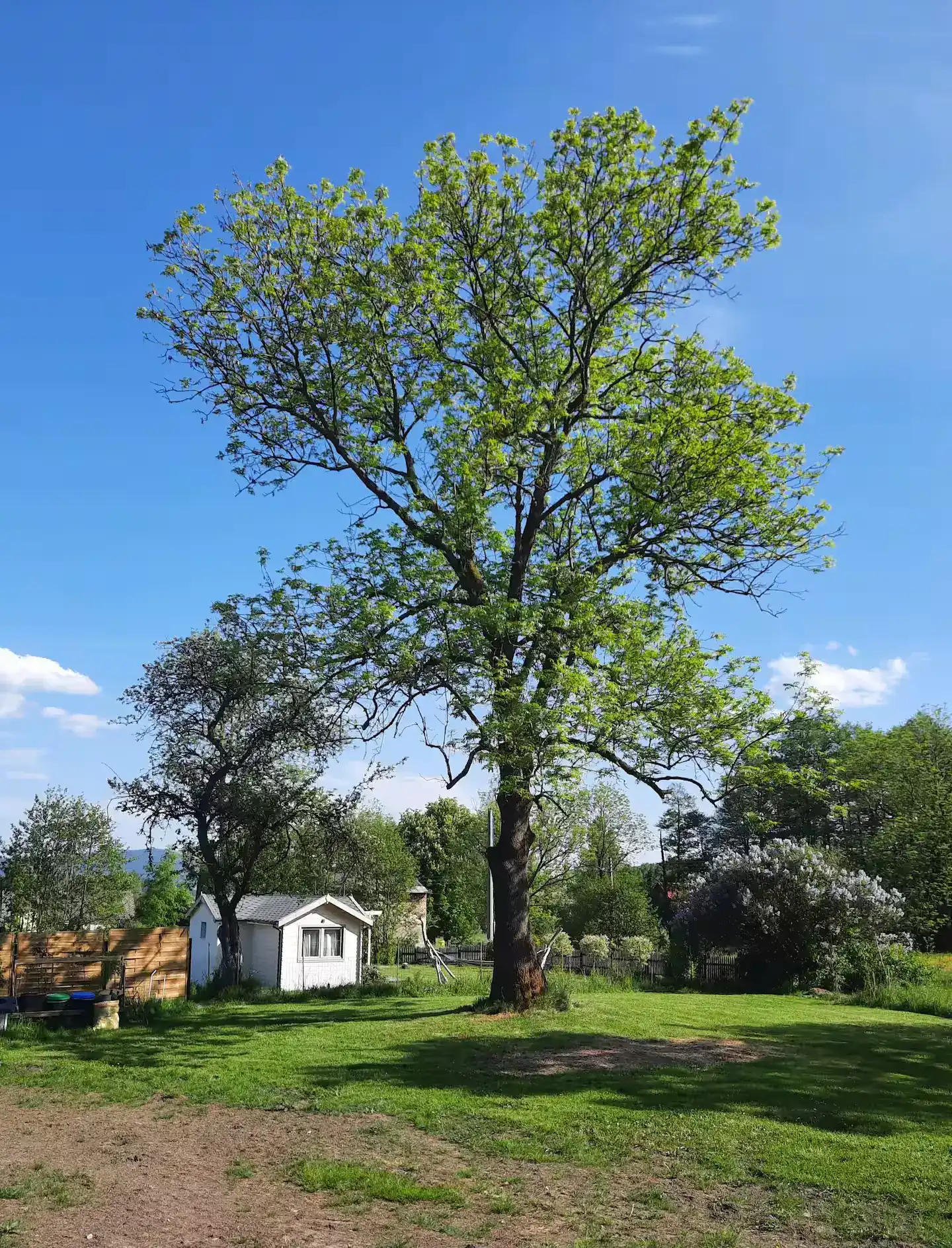 Großer Baum neben dem Ferienhaus