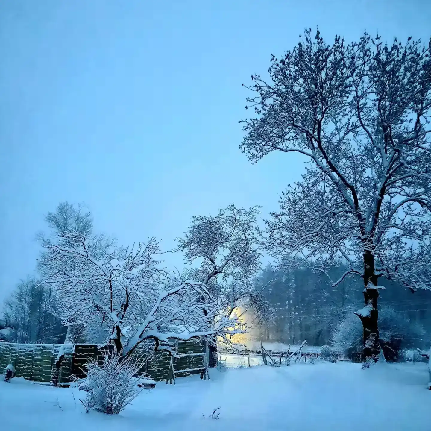 Verschneiter Baum in Paczyn