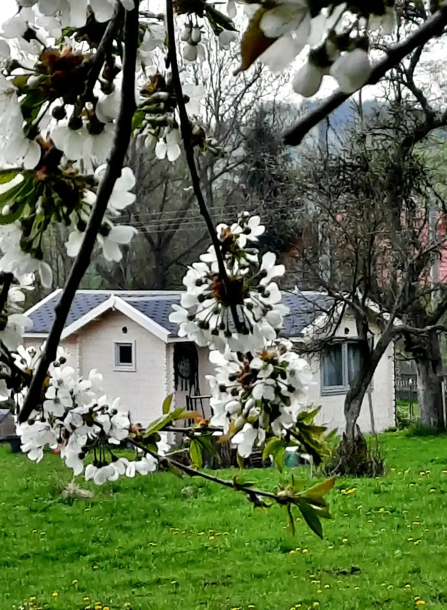 Ferienhaus zwischen blühenden Bäumen