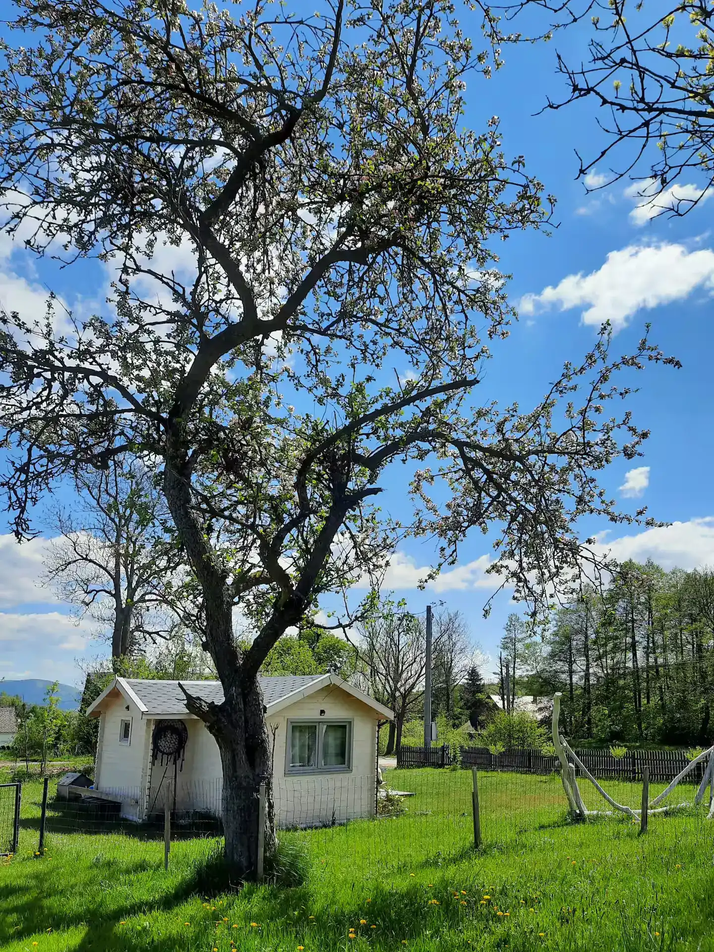 Ferienhaus unter einem ausladenden Baum